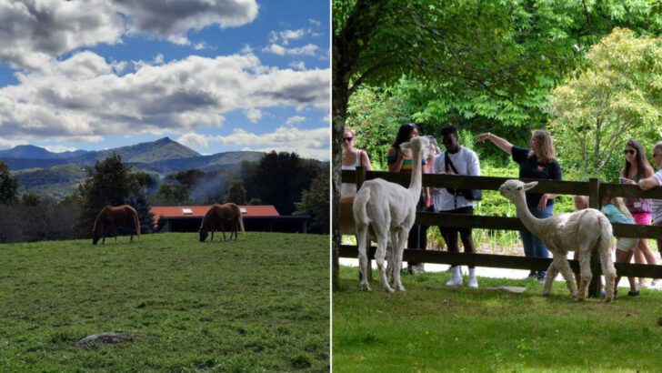 A 4,000-Foot Mountain Farm in North Carolina Lets You Walk With Alpacas, Llamas, and Angora Goats