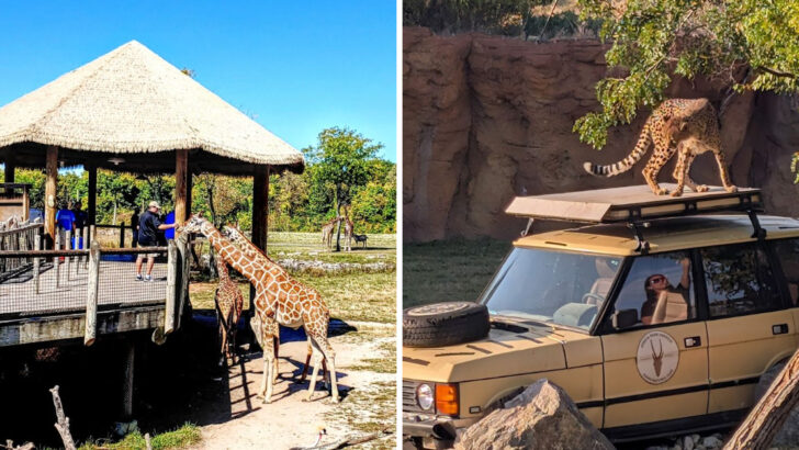 A 43 Acre African Savanna In Ohio Lets You Hand Feed Giraffes And Watch Cheetahs Sprint Just Minutes From Columbus