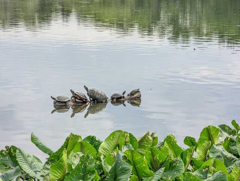 Wetlands That Support Wildlife Beyond Birds