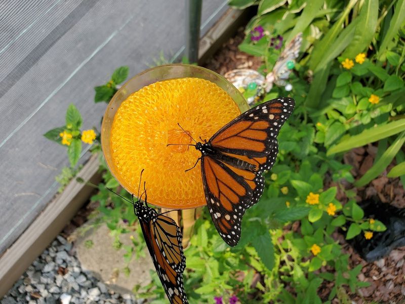 A Mission Built Around Monarch Conservation