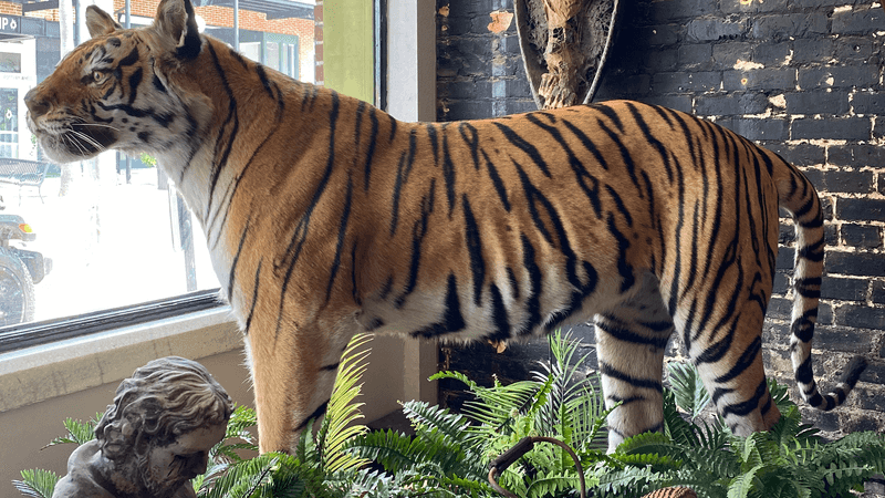 Taxidermy Art With an Artistic Twist