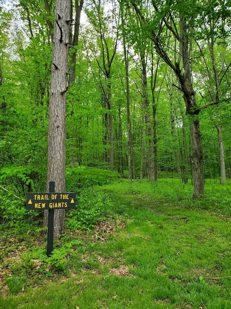 Easy Trails Through Peaceful Woodland Landscapes