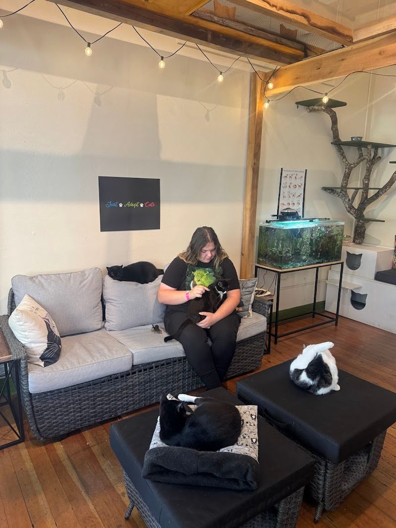 The Concept: What Makes a Cat Café Special