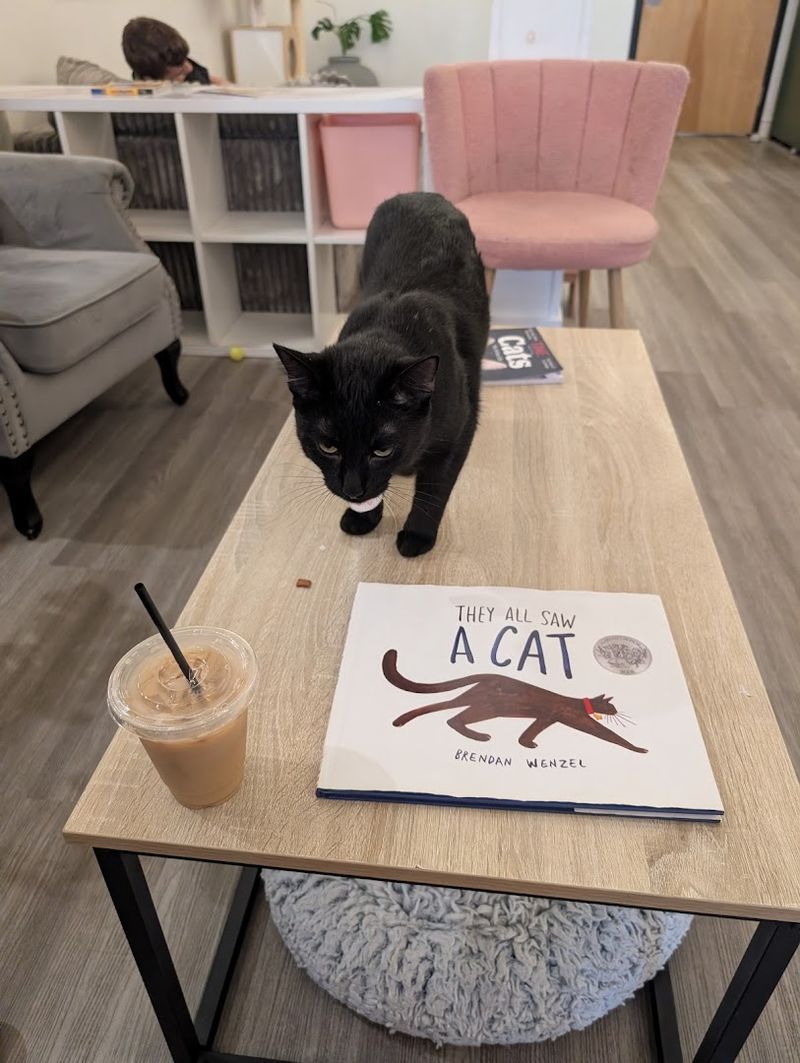 A Coffee Shop Where the Cats Are the Main Attraction
