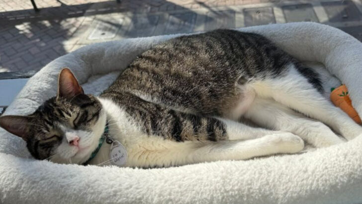 A Cat Cafe in Georgia Has Found Homes for Over 1,800 Shelter Cats and You Can Meet the Next Ones Over Coffee