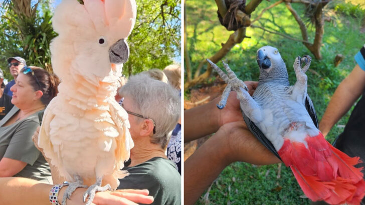 A Central Florida Bird Rescue Lets Visitors Hand-Feed Hundreds Of Parrots, Macaws, And Toucans