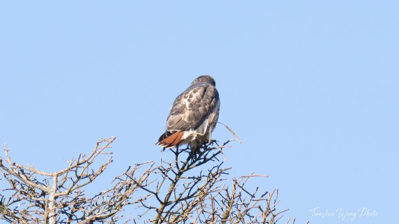 Bird Hill and Raptor Viewing Trails