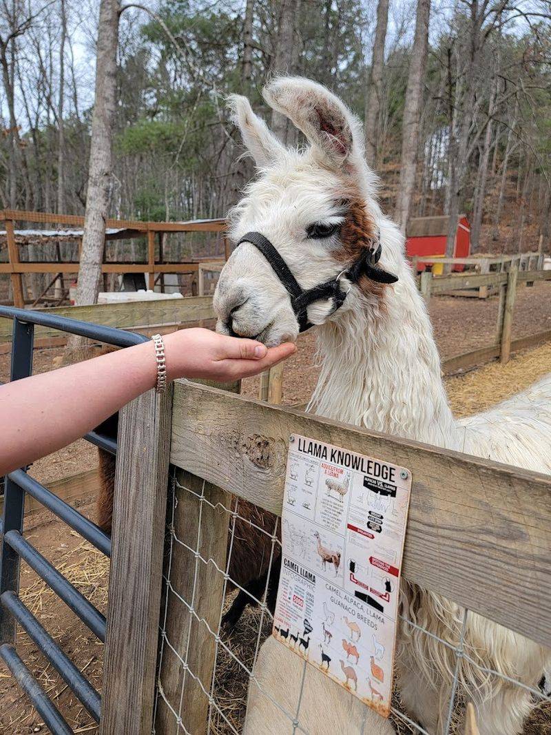 Hands-On Petting and Feeding Experiences