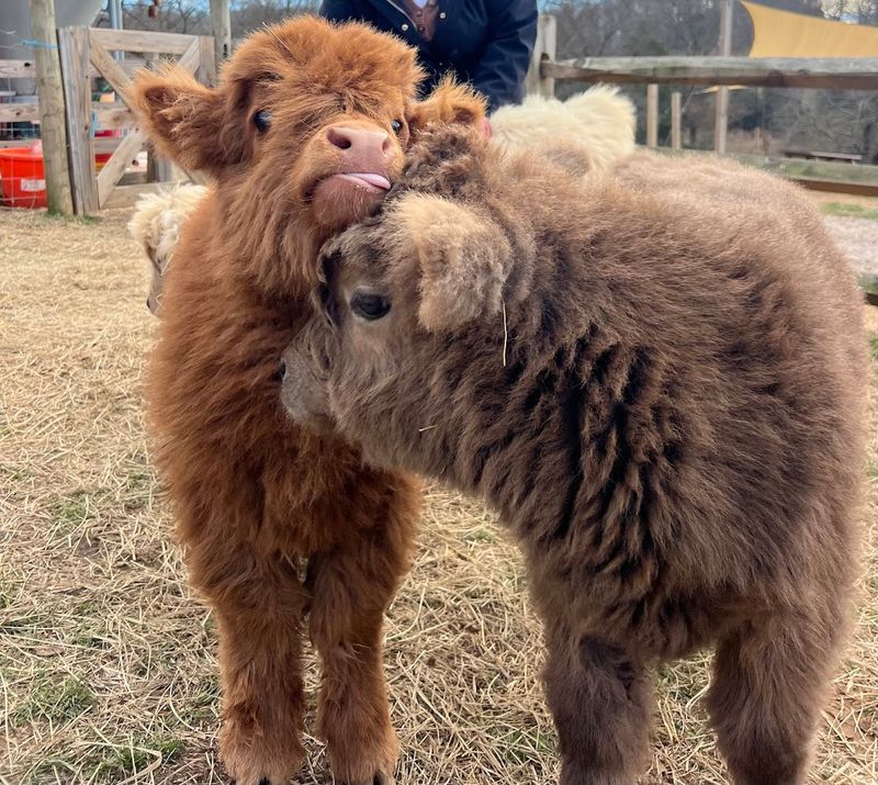 Meet the Famous Highland Cows