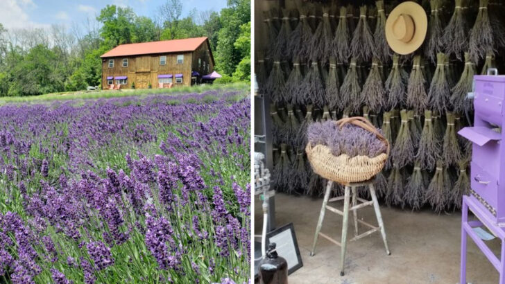 A Family Farm in Pennsylvania Grows Rows of Lavender as Far as You Can See and It&rsquo;s Free to Visit