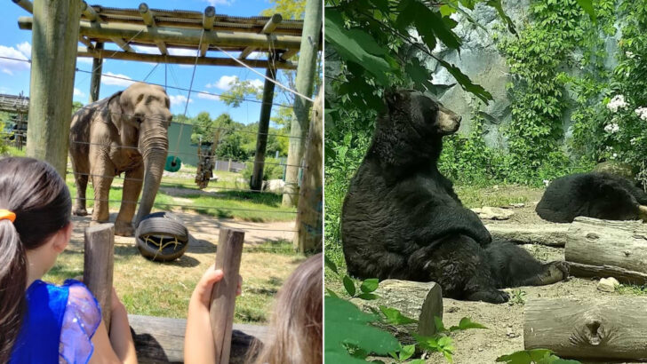 A Family-Friendly Massachusetts Zoo Delivers Big Animal Moments Without The Big-City Zoo Crowds