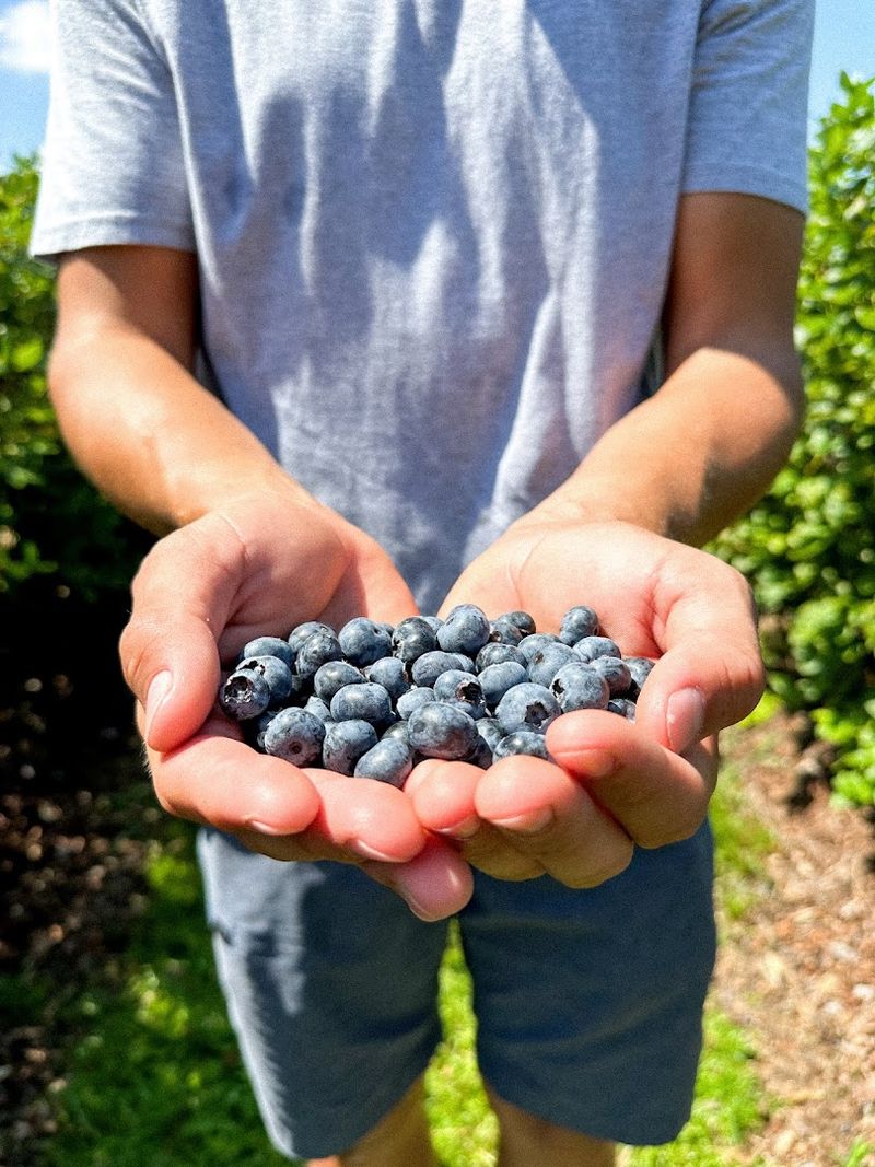 Seasonal U-Pick Fields Throughout the Year
