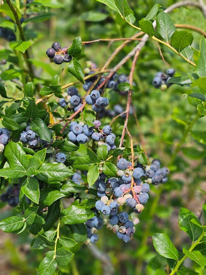 More Than Apples: A Variety Of Seasonal Fruits