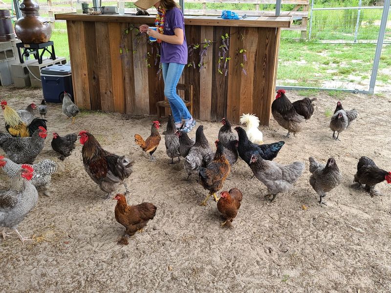 A Family-Friendly Farm Atmosphere