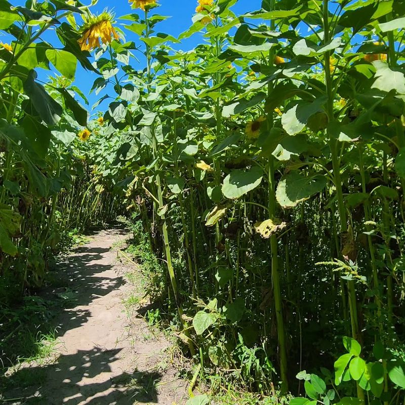 Walking Inside the May Sunflower Rows