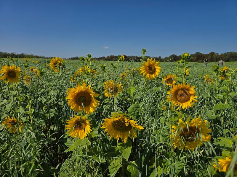 The Sunflower Fields Feel Genuinely Massive
