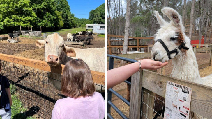 A Farm in the North Georgia Mountains Has Over 100 Animals You Can Pet and It Is Open Every Week of the Year