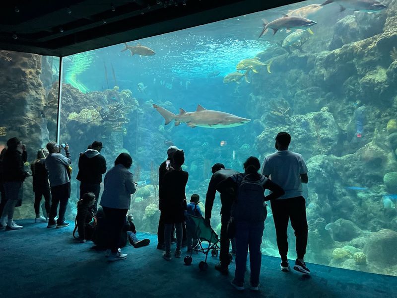 The Coral Reef Gallery with 500,000-Gallon Tank