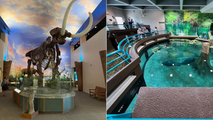 A Florida Museum Holds The Gulf Coast&rsquo;s Biggest Natural And Cultural History Collection