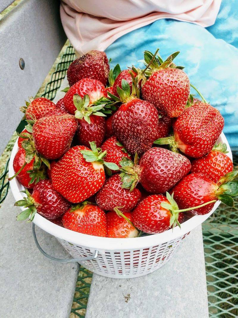 Spring Strawberry Picking That Kicks Off The Season