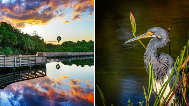 A Free 1.5-Mile Boardwalk Through 100 Acres of Wetlands in Florida Is One of the Best Birdwatching Walks in the Southeast