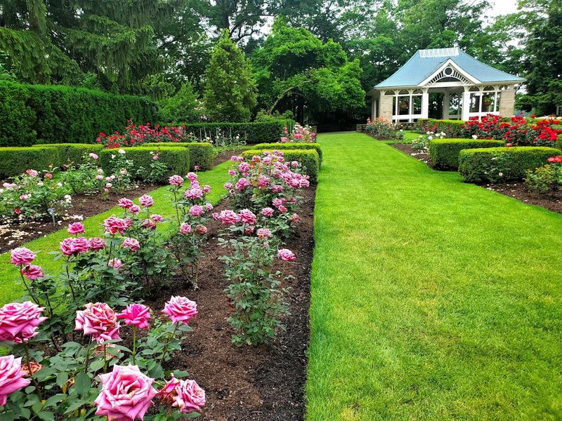 Over 40,000 Spring Bulbs in Bloom