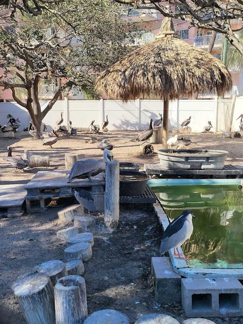 Hundreds of Bird Patients Arrive Each Year