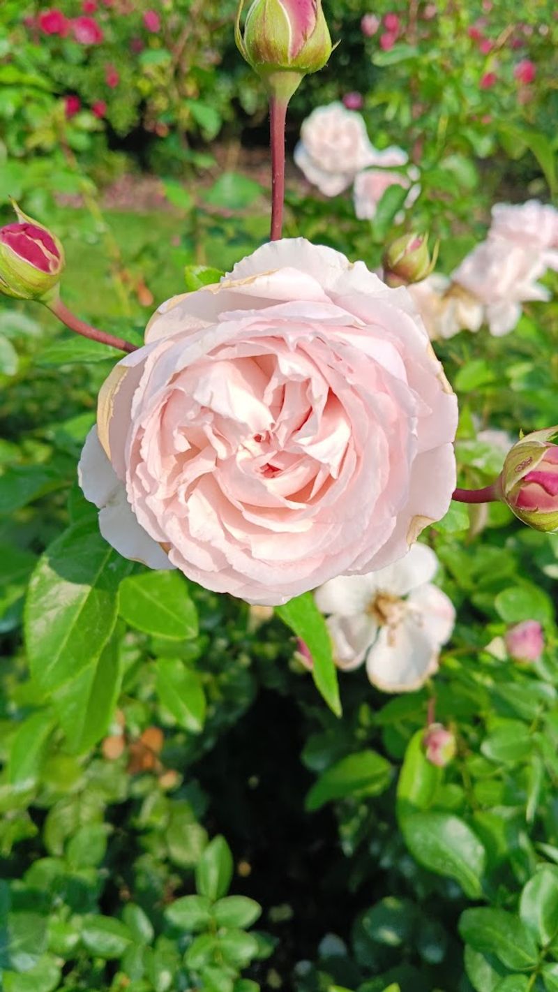 Completely Free and Surprisingly Underrated