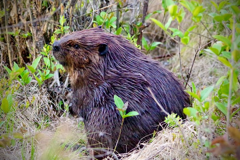 Wildlife Watching That Feels Surprisingly Wild