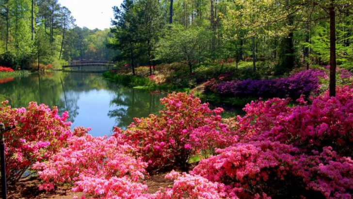 A Georgia Garden Holds One of the Country&rsquo;s Largest Native Azalea Collections Across 2,500 Acres