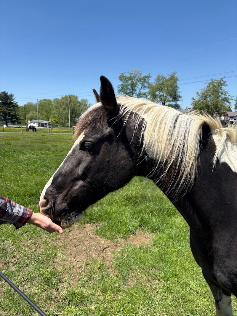 Visitor Info and Tips