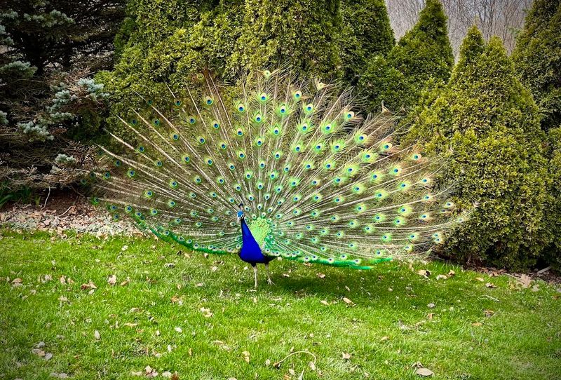 Meet The Feathered Receptionists