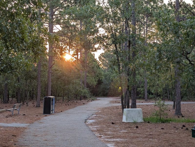 The Trail System: Flat Paths Through Coastal Carolina Woodland