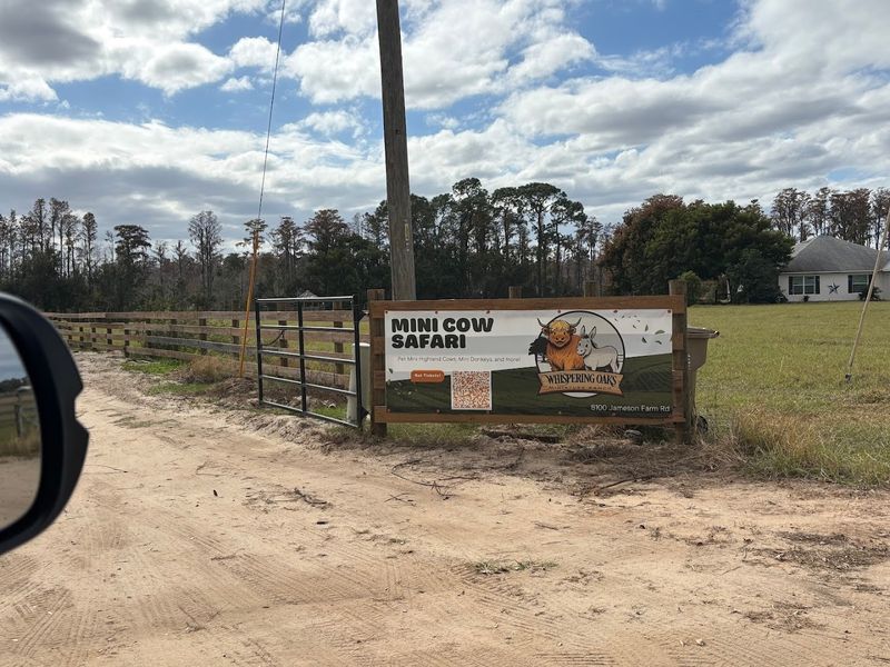 Try the Mini Cow Safari Tour