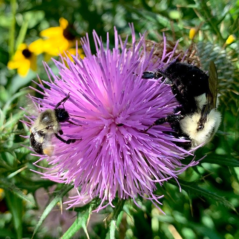 Educational Programs and Conservation Mission