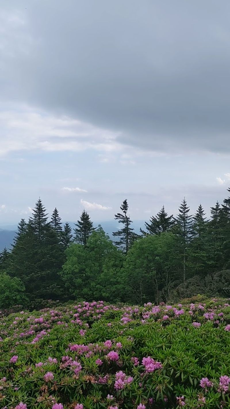 The Largest Natural Rhododendron Garden on Earth