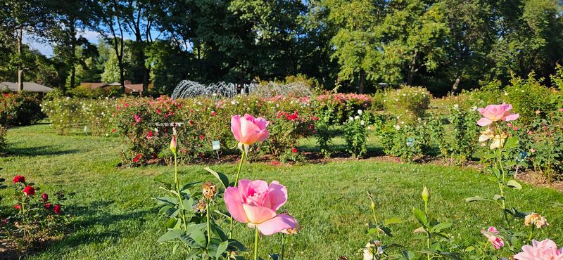 One of the Largest Public Rose Gardens in the U.S.