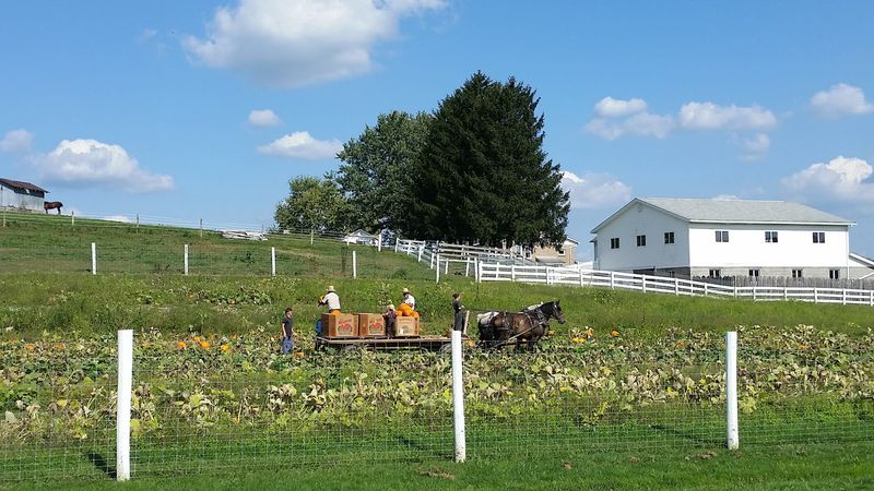 A Working Amish Farm Experience