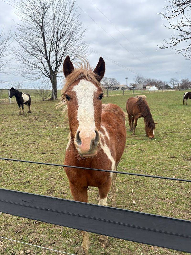 Meet the Miniature Horses Up Close