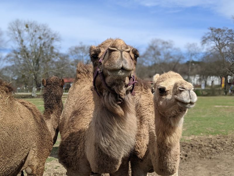 Home to Georgia's Largest Camel Herd