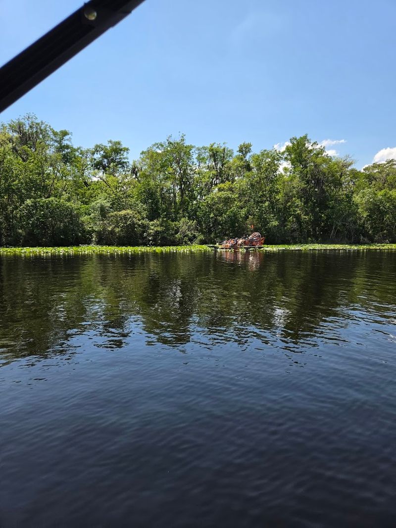 Where Gators Are Part of the Scenery