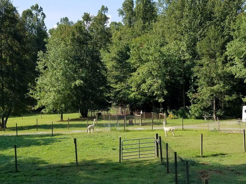 Visitor Info: Planning Your Trip to Lasso the Moon