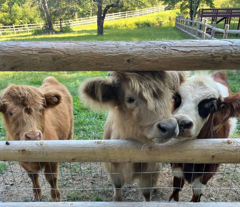 Meet the Fluffy Mini Highland Cows