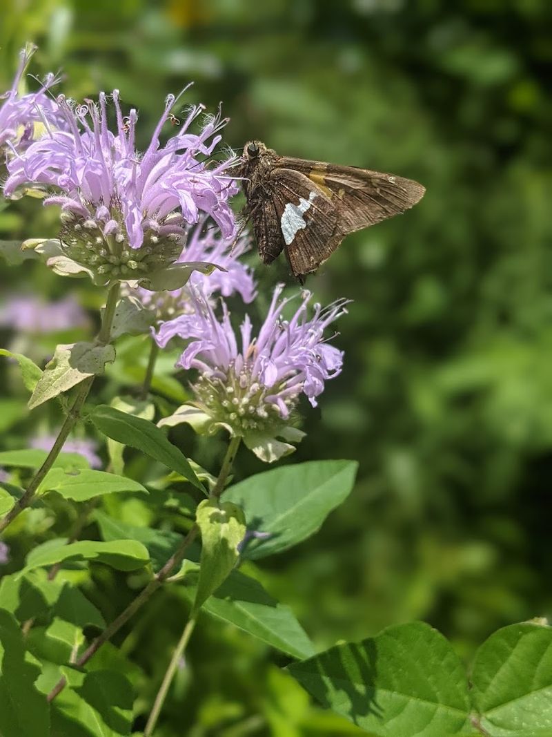 A Living Museum of Native Plants