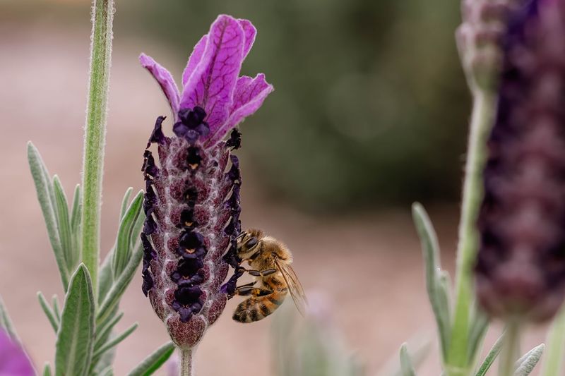Florida's First Lavender Farm