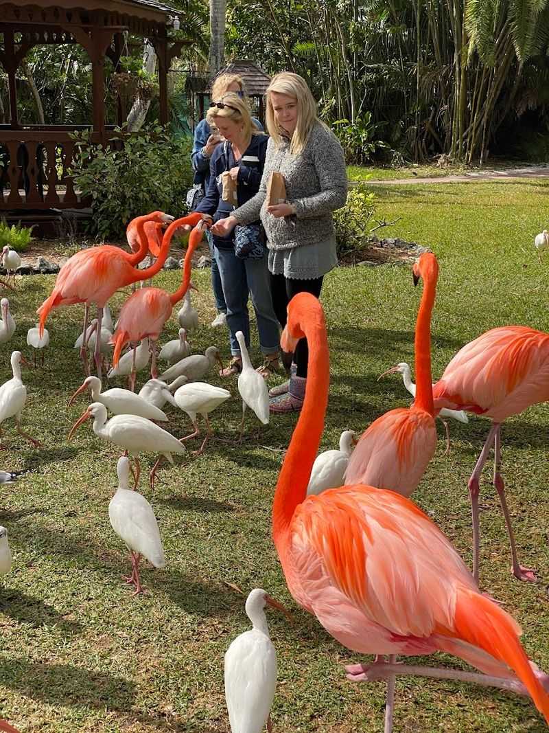 The Famous Free-Roaming Flamingos
