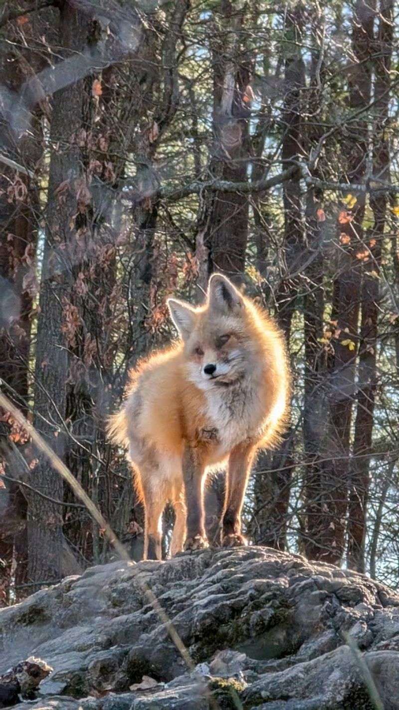 Meet Rescued Wildlife Up Close