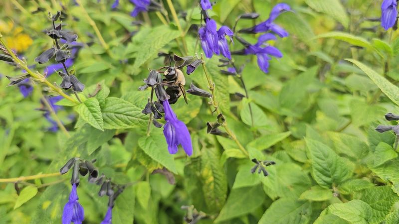 The Painter Family's Botanical Experiments