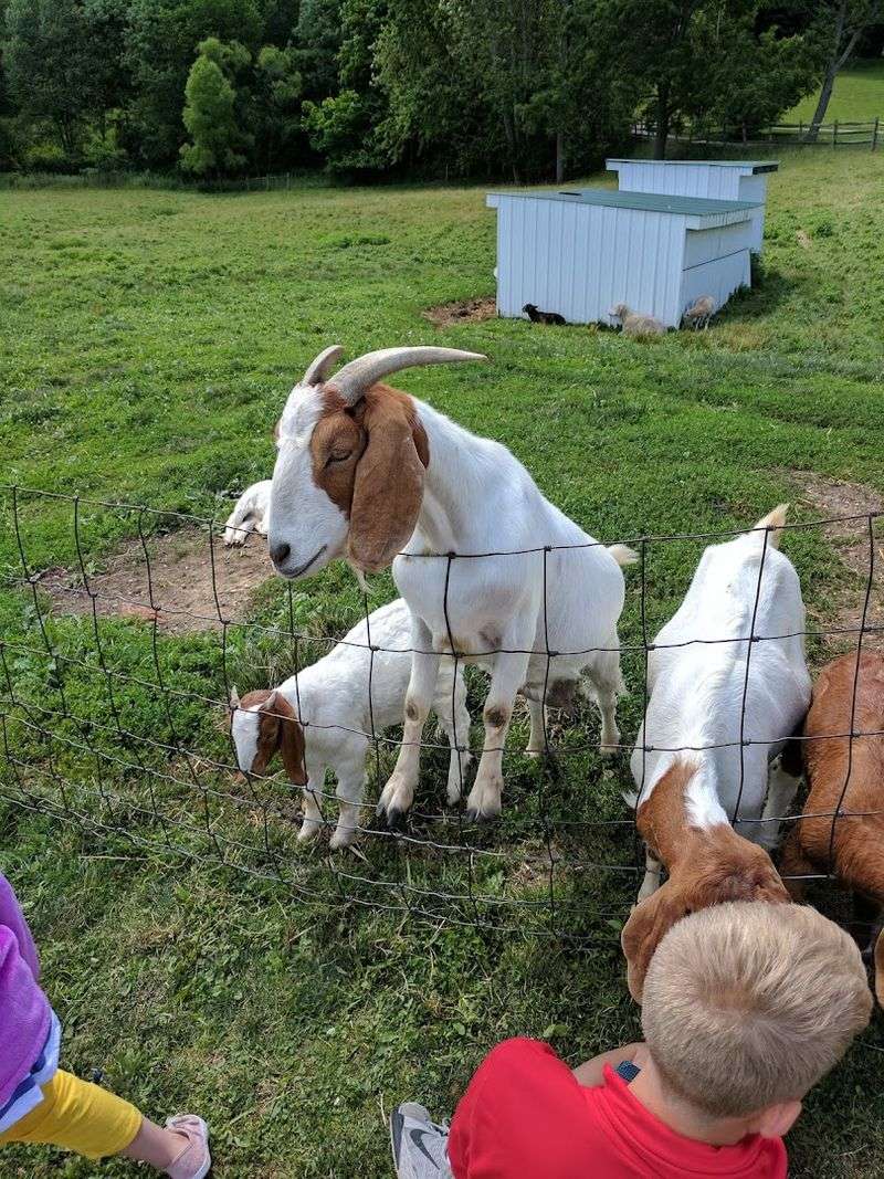 A Working Farm You Can Actually Experience