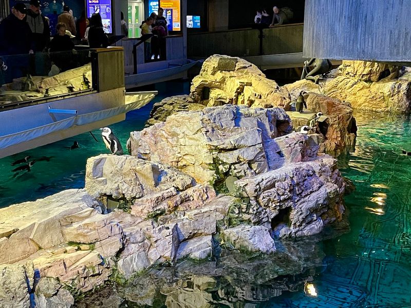 Penguins Right at the Center